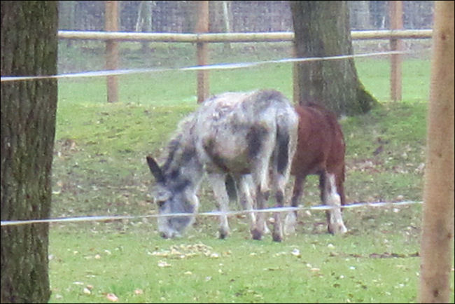 Ollie the pony and Maggie May the donkey  