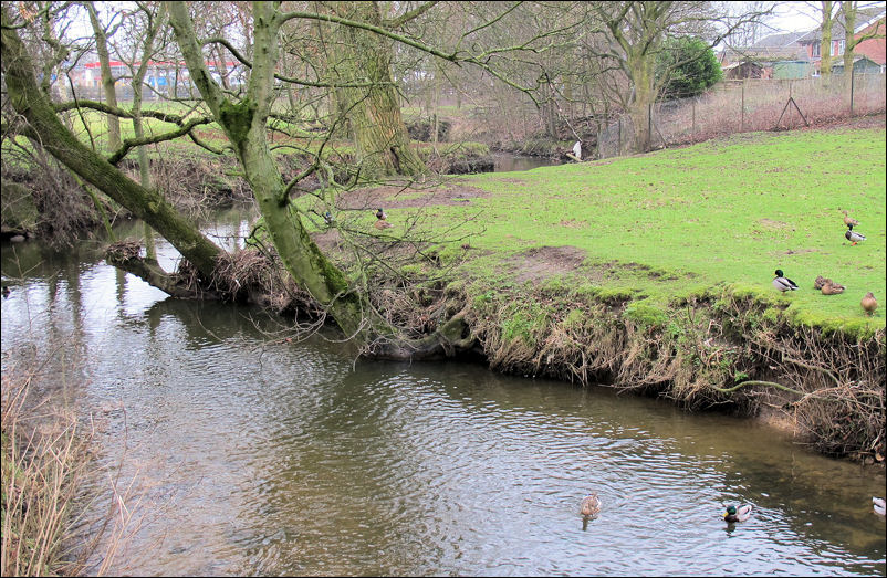  the River Trent as it runs through Bucknall Park