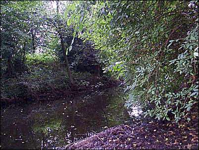 the remains of the Newcastle canal in the wood - Lyme Valley