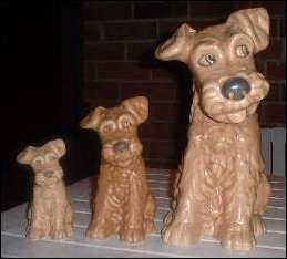 Cute looking terriers