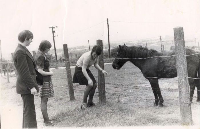 at the bottom of Kettering Drive, horses on the fields of the former Botteslow Farm 