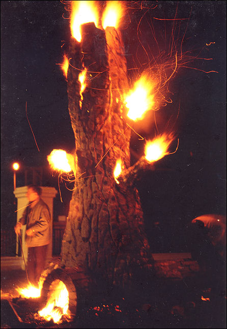 This fire tree shows its 'tree like' characteristics