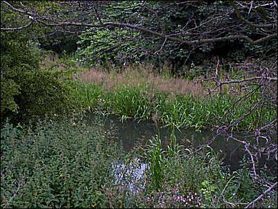 mostly overgrown but the canal is still quite visible